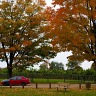 The Comfort Maple